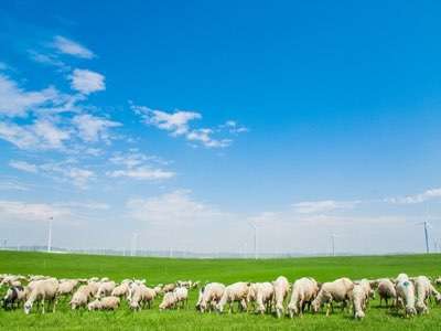 畜牧養(yǎng)殖業(yè)的春天來了，再也不用擔心牲畜走丟了