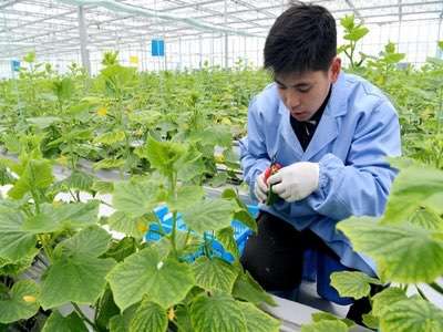 農業生產實現物聯網化有什么好處？