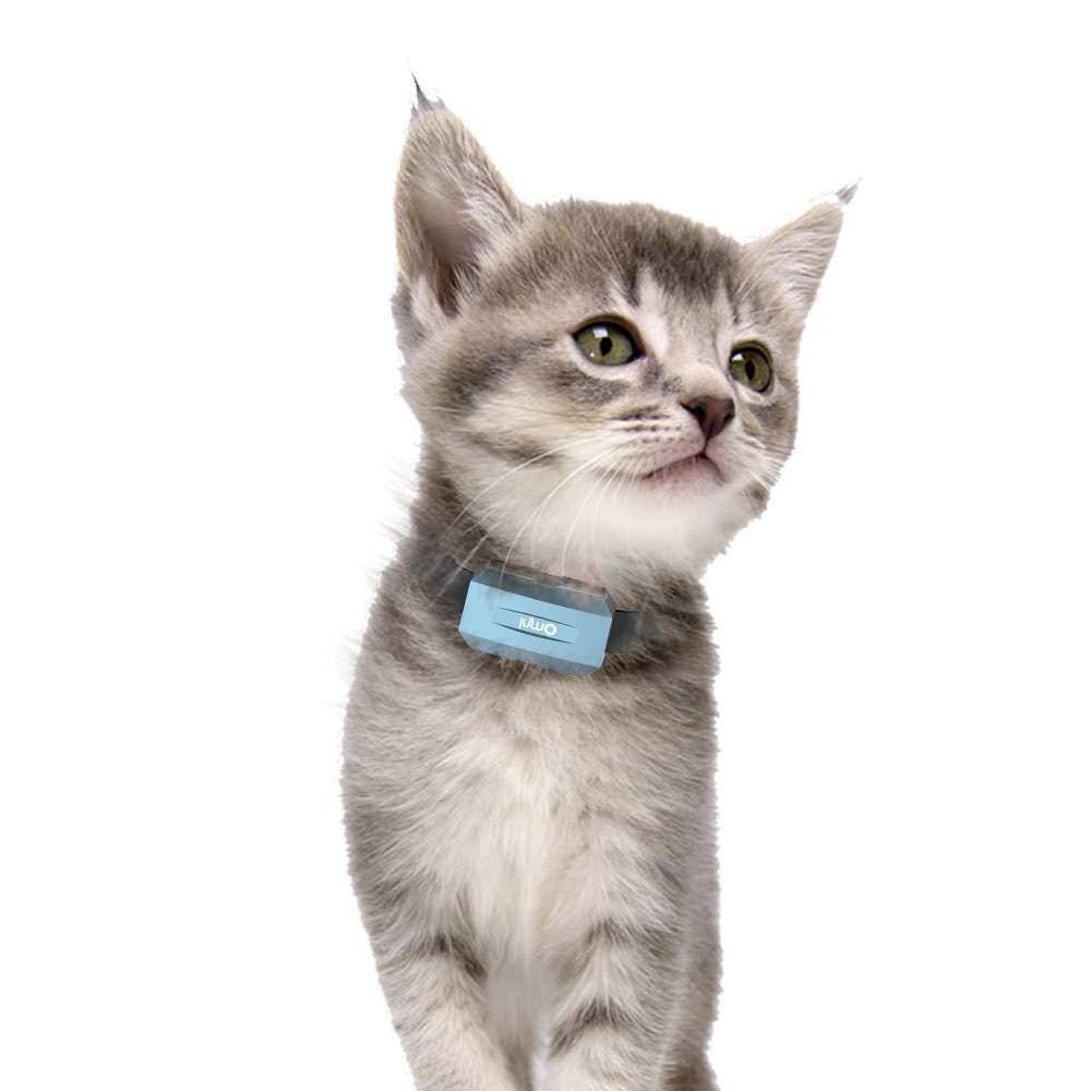 寵物定位器是如何保護(hù)寵物的